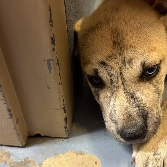 A baby small-sized male Yellow / Tan / Blond / Fawn Mixed Breed dog named Zeus for adoption in Gadsden, AL