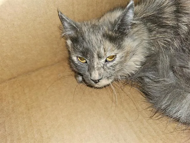 A young medium-sized female Domestic Medium Hair cat named Ash for adoption in Dallas, TX