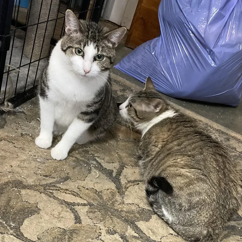An adult medium-sized female Domestic Short Hair cat named Peanut for adoption in Grand Rapids, MN