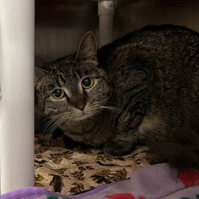 An adult small-sized female Brown / Chocolate Domestic Short Hair cat named Ceviche for adoption in Salt Lake City, UT