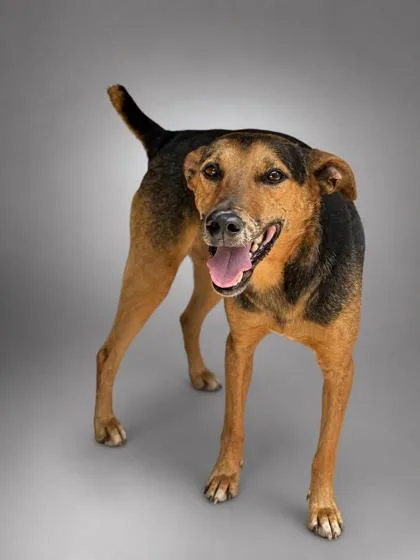 An adult medium-sized male Feist dog named Mr. Meatloaf for adoption in Bowling Green, KY
