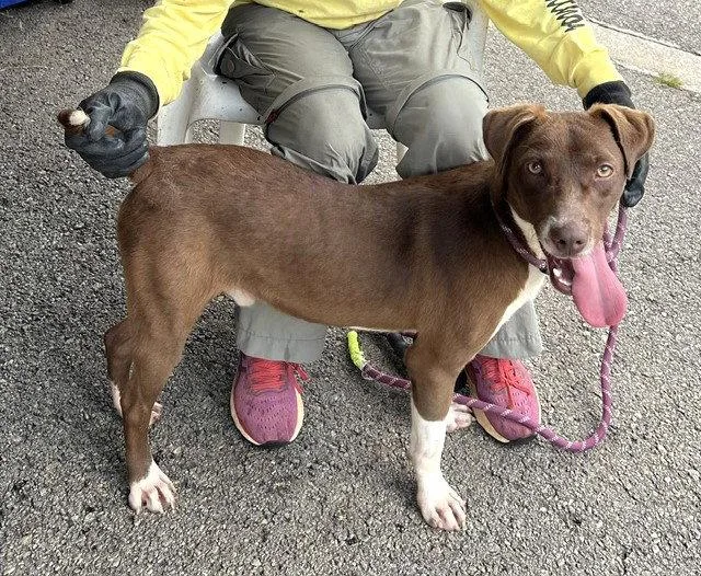 A young medium-sized male Whippet dog named Oscar for adoption in Carrollton, GA