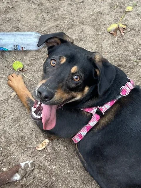 A young medium-sized female Brown / Chocolate Shepherd dog named Penny for adoption in Farmingville, NY