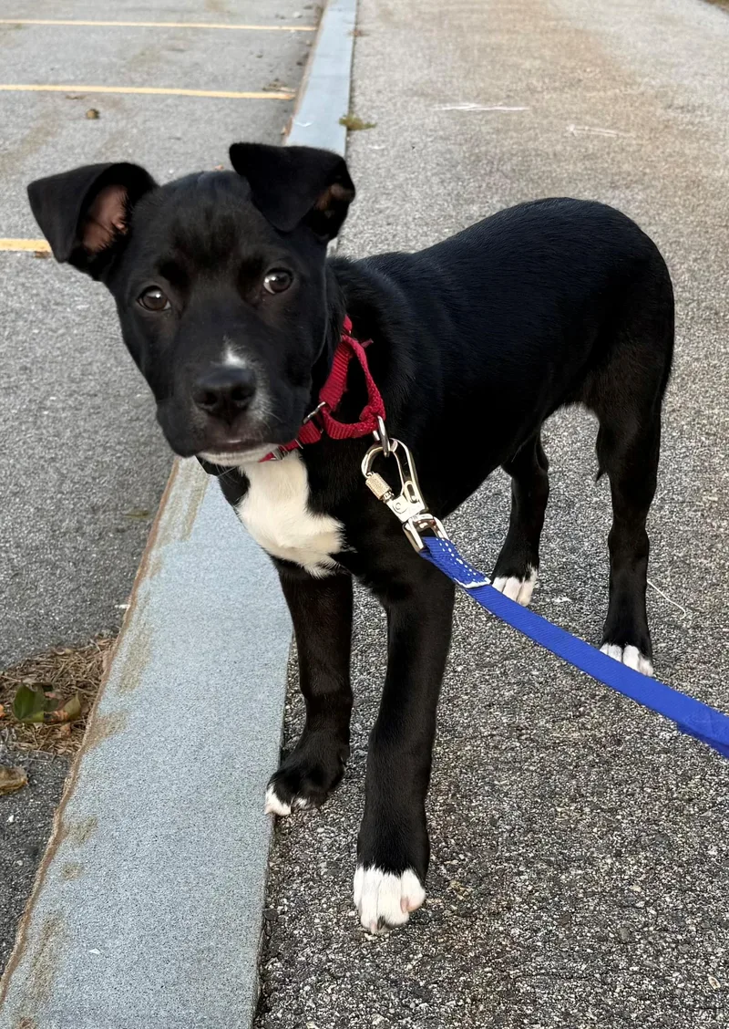 A baby medium-sized male Black Labrador Retriever dog named Pongo Pupcake Local for adoption in Andover, MA