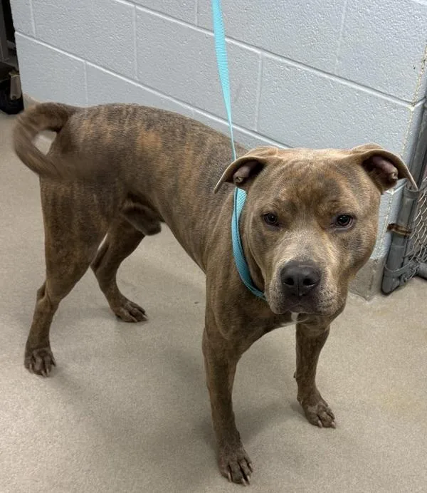 A young large-sized male Pit Bull Terrier dog named Bruno for adoption in Millersville, MD