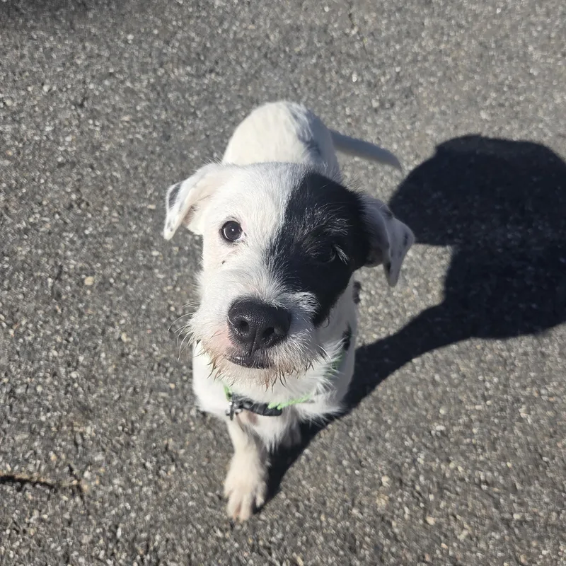 A baby medium-sized male Wirehaired Pointing Griffon dog named Duke for adoption in PLAINFIELD, CT