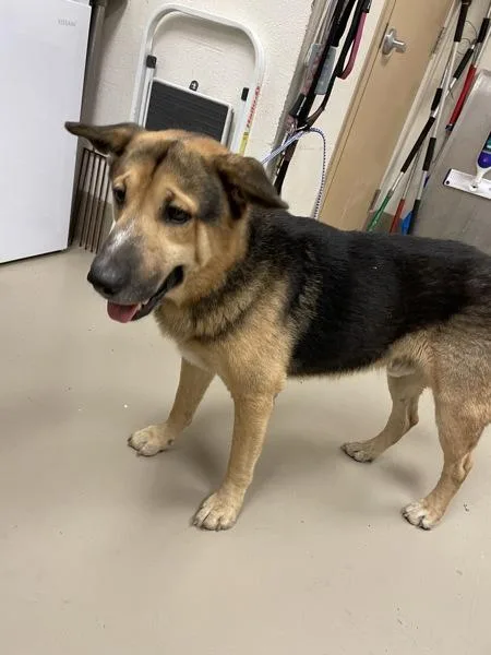 An adult large-sized male German Shepherd Dog named Grady for adoption in Austin, TX