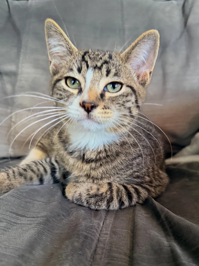 A baby medium-sized male Tabby (Brown / Chocolate) Domestic Short Hair cat named Lemon for adoption in Philadelphia, PA