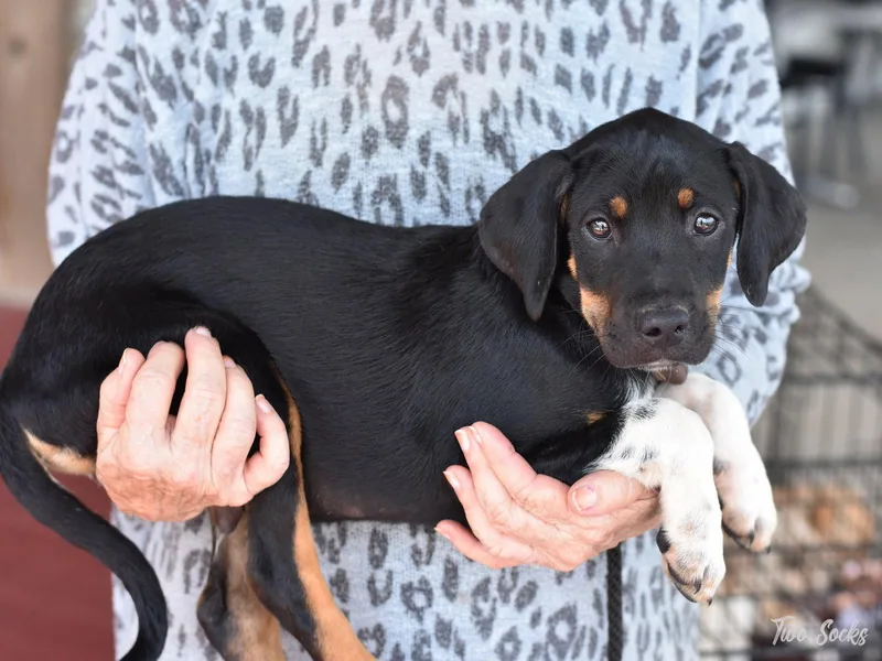 A baby medium-sized male Australian Cattle Dog / Blue Heeler dog named Two Socks Pretty Boy for adoption in Montgomery, TX