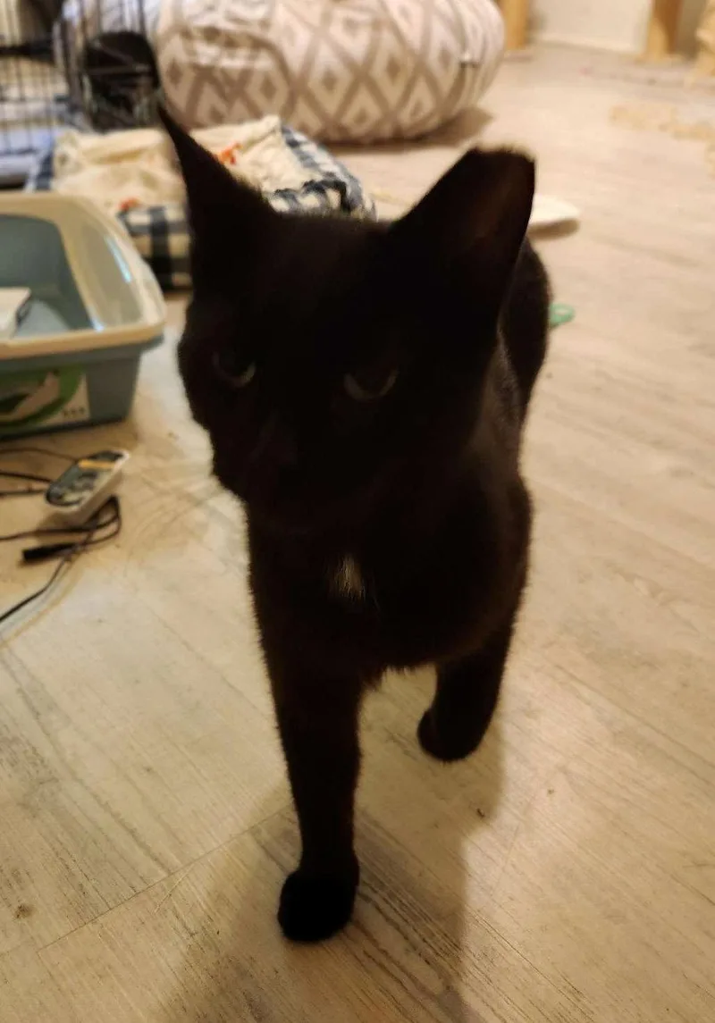 A young medium-sized female Black Domestic Short Hair cat named Marthak for adoption in Greenville, DE