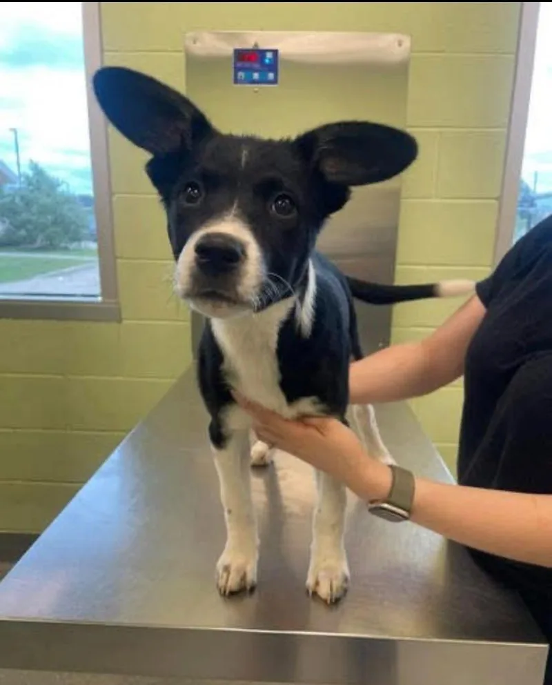 A baby large-sized female Terrier dog named Ladybug for adoption in Blountville, TN