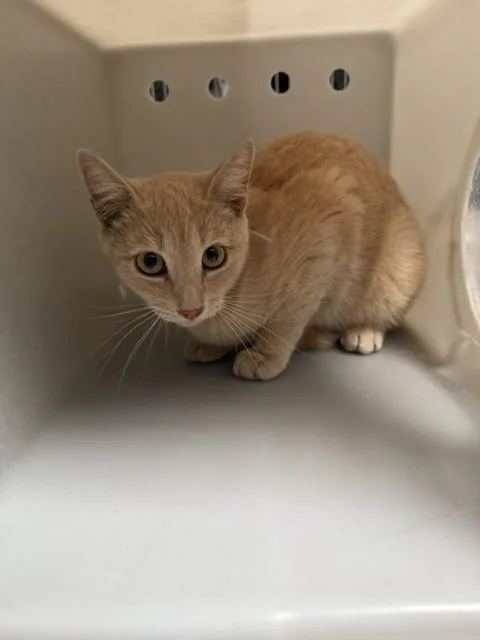 A young large-sized female Domestic Short Hair cat named Cleo for adoption in Baldwin Park, CA