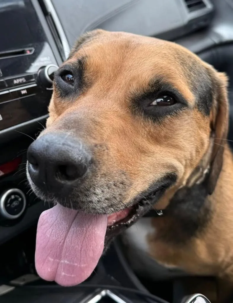 Cubby Joe thumbnail 6