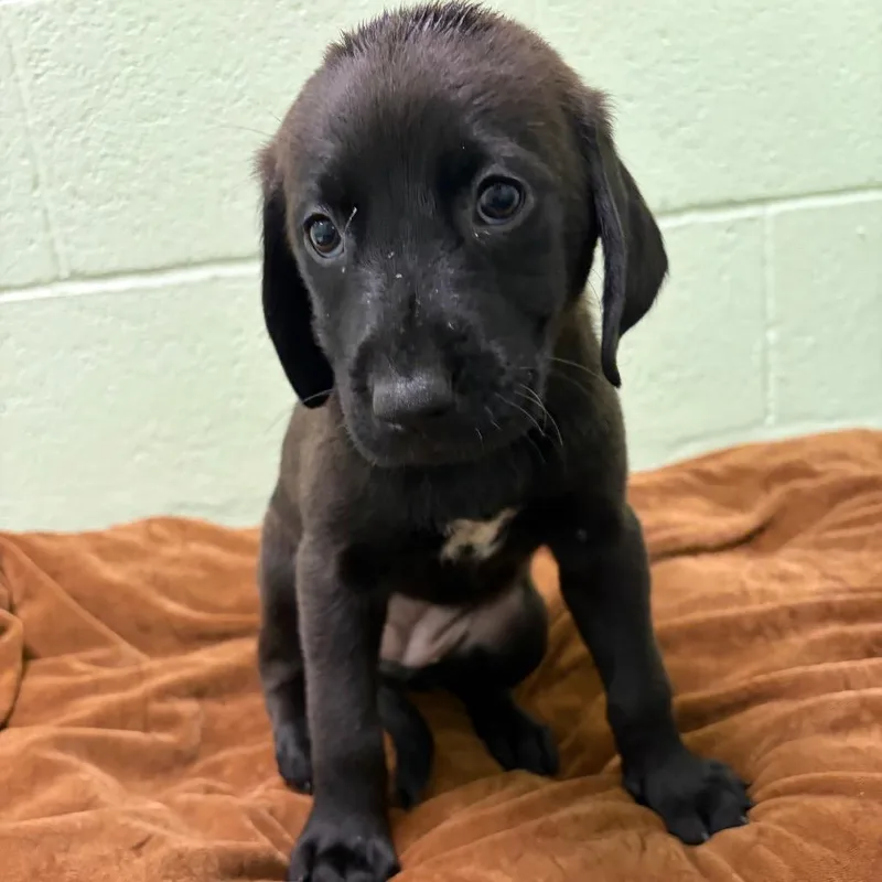 A baby small-sized female Black Mixed Breed dog named Marissa for adoption in West Palm Beach, FL