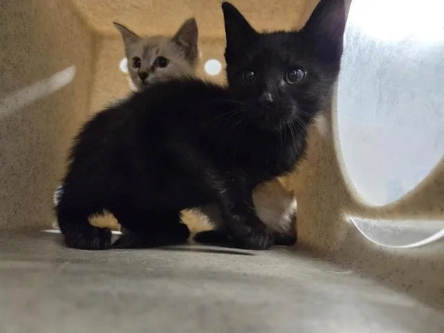 A baby small-sized male Domestic Short Hair cat named Stud Muffin for adoption in Casper, WY