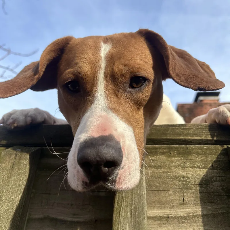 Tod Pups For Parole thumbnail 3