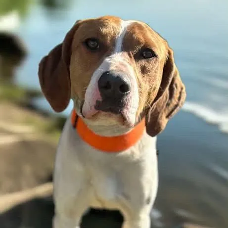 Tod Pups For Parole thumbnail 4