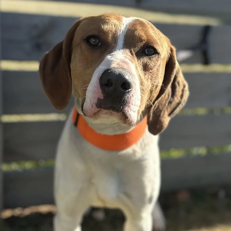 Tod Pups For Parole thumbnail 5