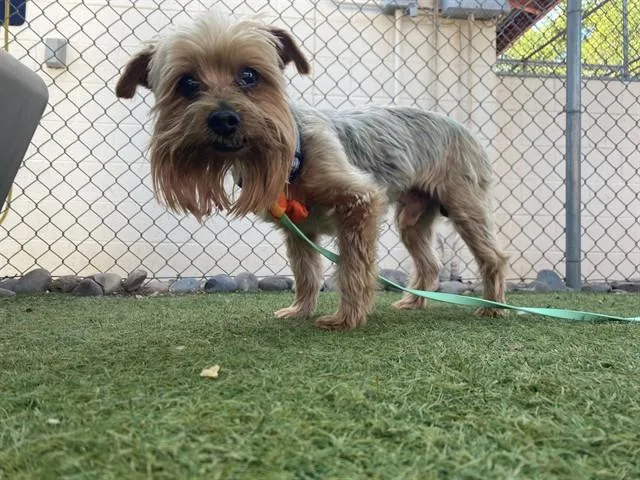 An adult small-sized male Yorkshire Terrier dog named Chicken Little for adoption in Phoenix, AZ