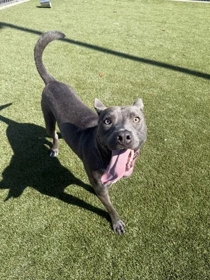 An adult large-sized male Mixed Breed dog named Gold for adoption in Lafayette, IN