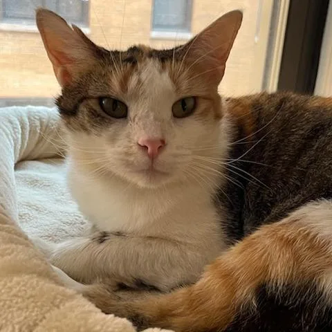 An adult medium-sized female Calico Domestic Short Hair cat named Mallow for adoption in Evanston, IL