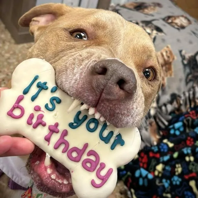 An adult large-sized female Pit Bull Terrier dog named Luna for adoption in Milan, IL