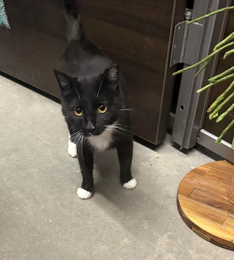 A young medium-sized female Black & White / Tuxedo Domestic Short Hair cat named Millie for adoption in Breinigsville, PA
