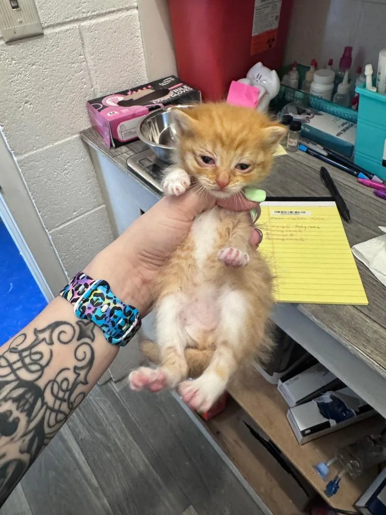 A baby medium-sized female Domestic Short Hair cat named Rose for adoption in Johnson City, TN