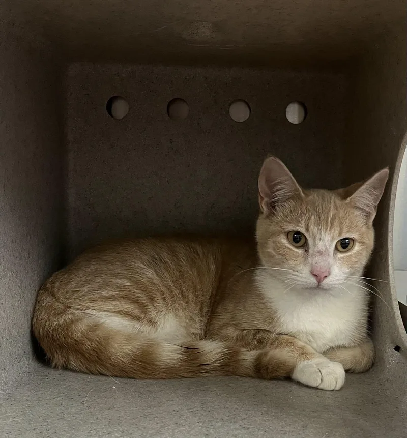 A young medium-sized female Orange & White Tabby cat named Nit for adoption in Salisbury, NC
