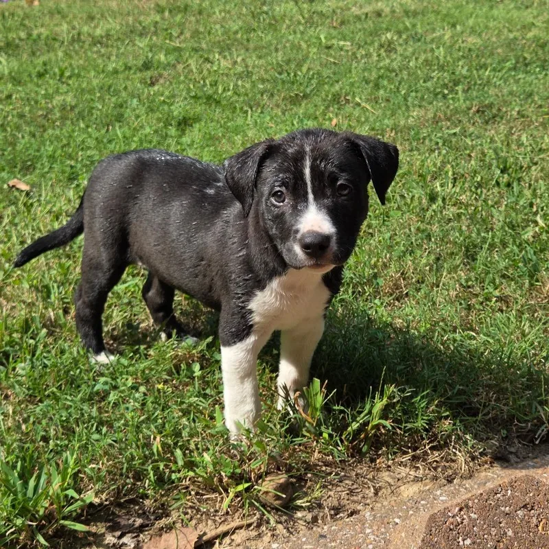 A baby medium-sized female Mixed Breed dog named Finch for adoption in Breese, IL