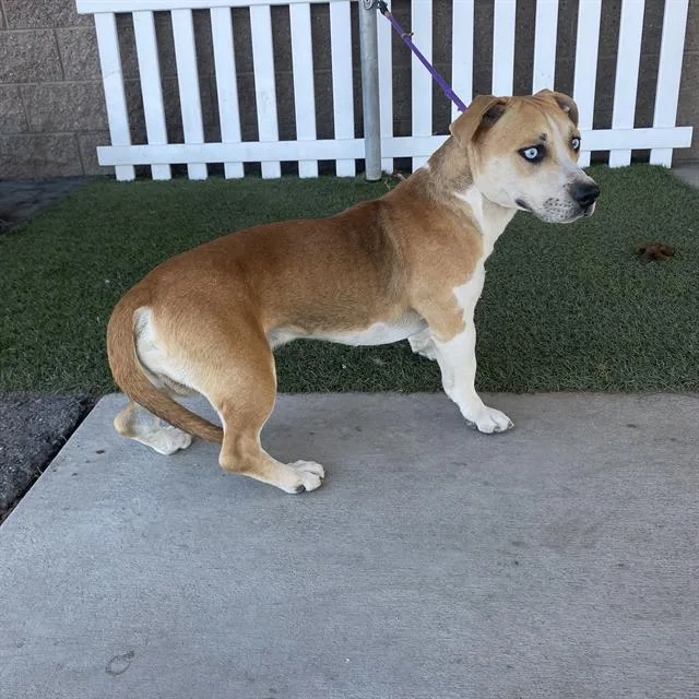 A young medium-sized male Siberian Husky dog named A for adoption in Modesto, CA