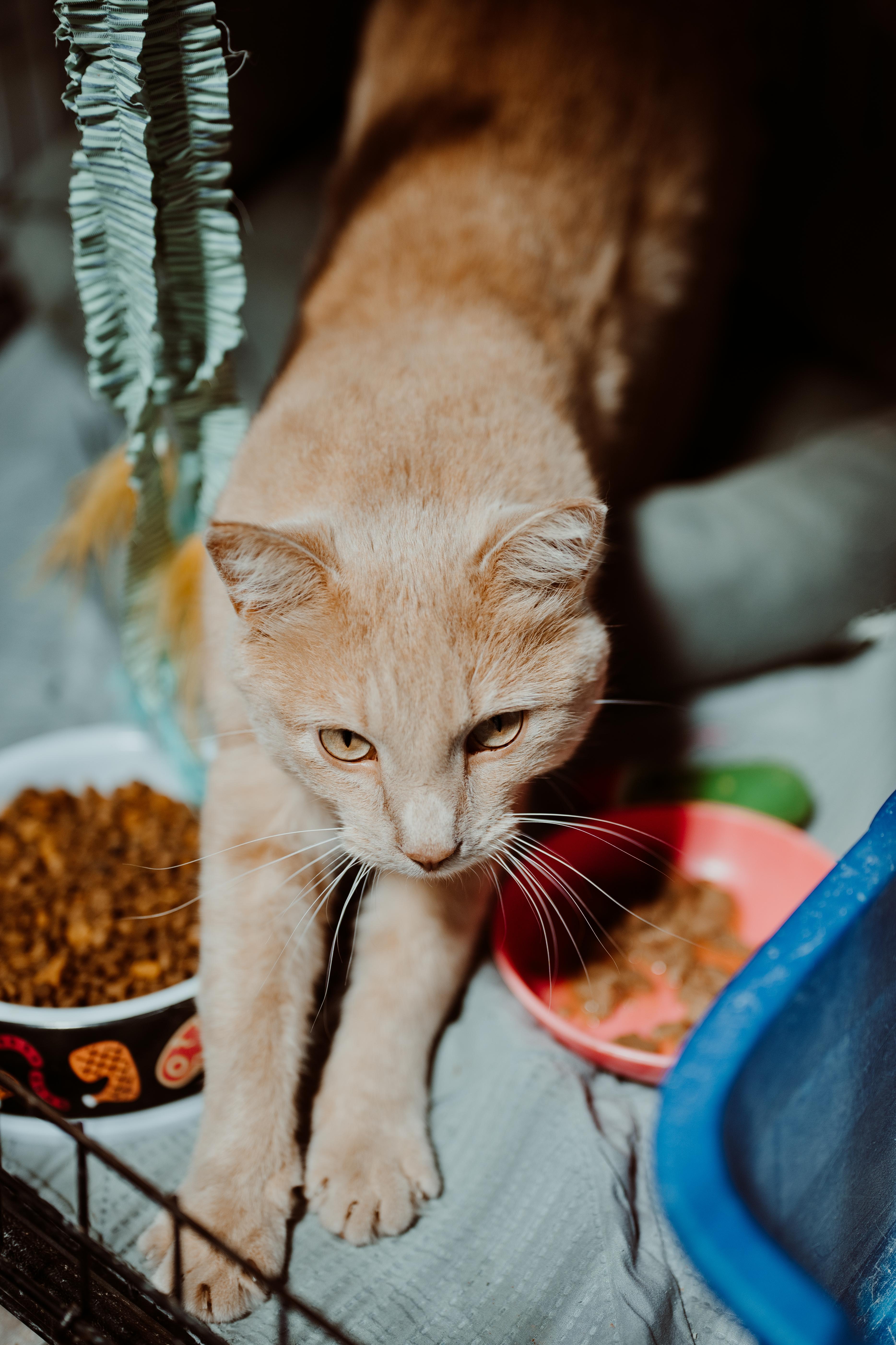 An adult medium-sized female Buff / Tan / Fawn Domestic Short Hair cat named Liberty for adoption in Le Mars, IA