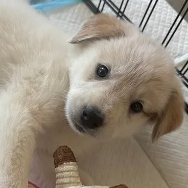 A baby medium-sized female Great Pyrenees dog named Piper for adoption in Krum, TX