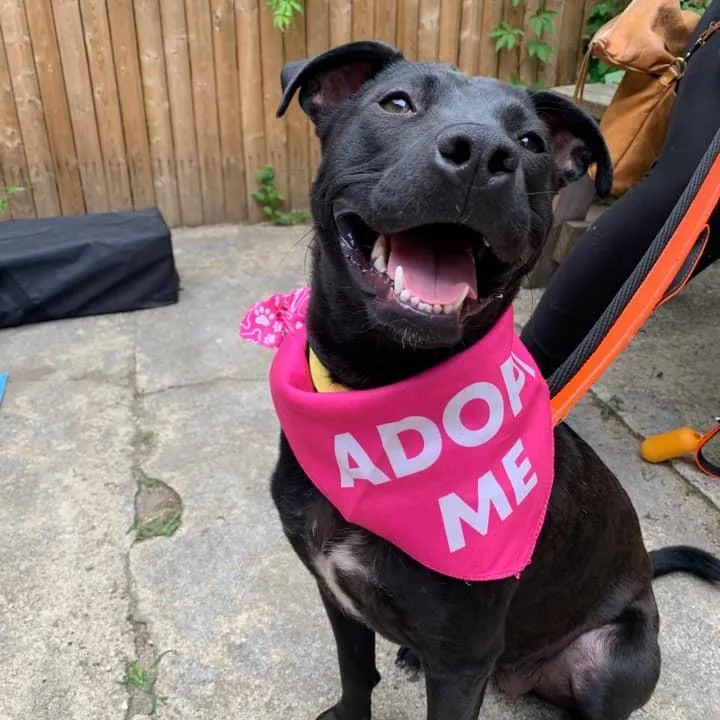 An adult medium-sized female Black Labrador Retriever dog named Alexa for adoption in Long Island City, NY