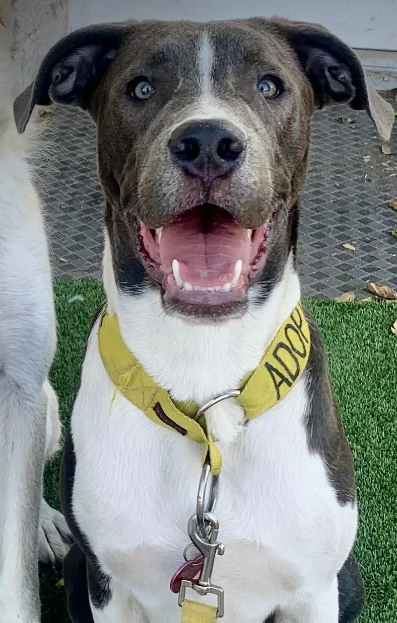 Diesel