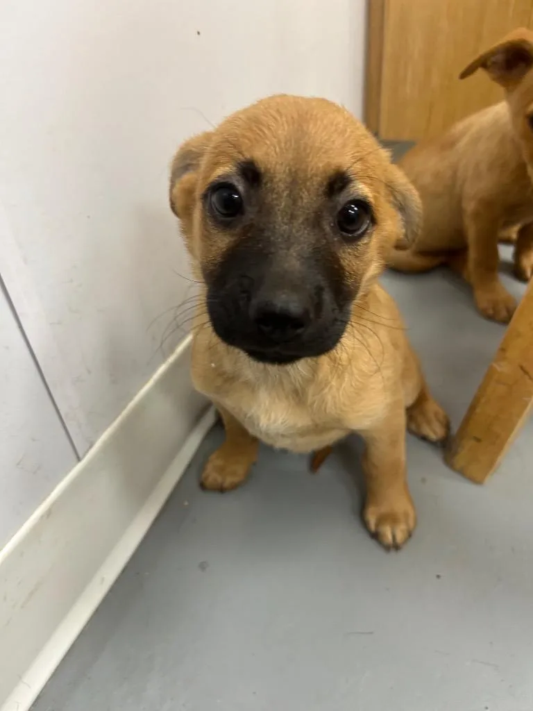 A baby medium-sized male Chihuahua dog named Fez for adoption in Hartsville, SC