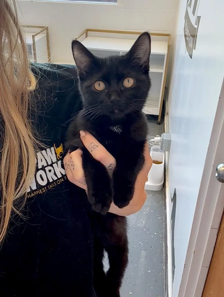 A baby small-sized female Domestic Short Hair cat named Murphy for adoption in Thousand Oaks, CA