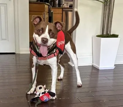 An adult medium-sized female Mixed Breed dog named Coco for adoption in Madison, NJ