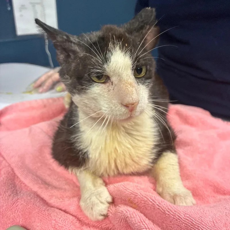 A young medium-sized male Black Domestic Short Hair cat named Lucipurr for adoption in Newark, NJ