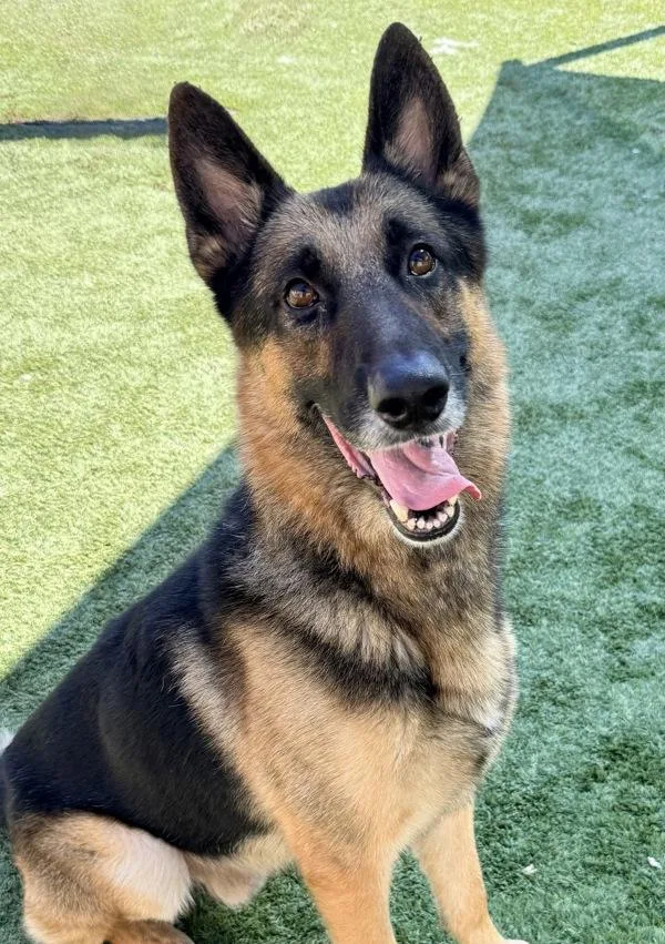 An adult large-sized male German Shepherd Dog dog named Maverick for adoption in Canton, GA