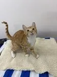 A young medium-sized male Domestic Short Hair cat named Maple for adoption in Black River Falls, WI