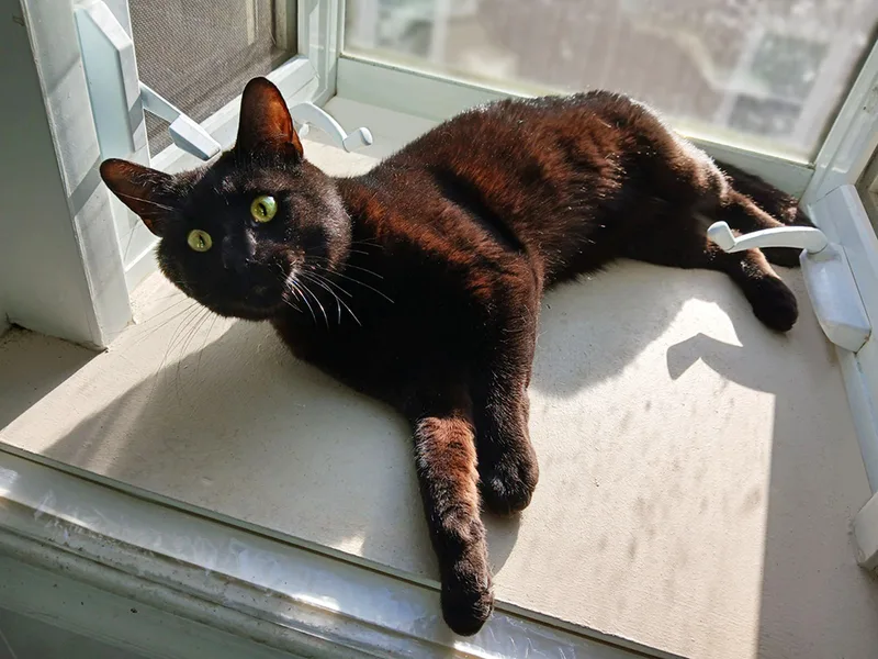 Sundance thumbnail 5