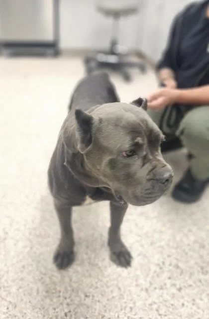An adult large-sized female Mastiff dog named Stella for adoption in Gastonia, NC