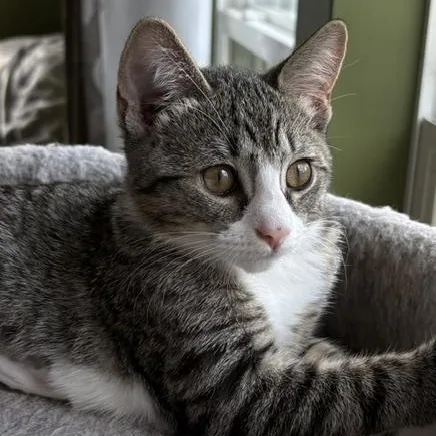 Pippa