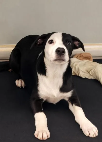 A baby medium-sized male Pit Bull Terrier dog named Domino for adoption in West Memphis, AR