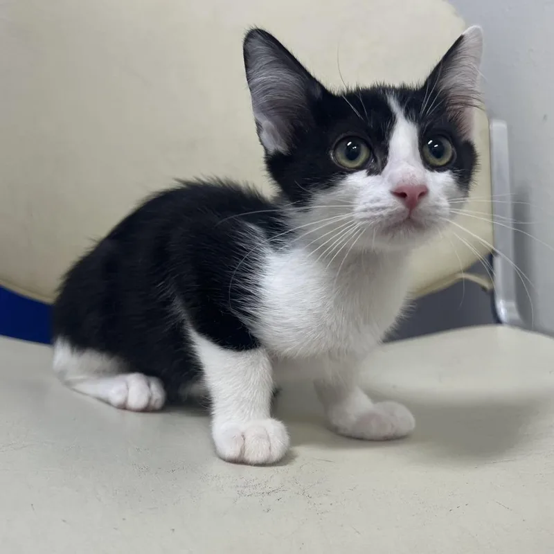 A baby small-sized male Black Domestic Short Hair cat named Narcissus for adoption in Los Angeles, CA