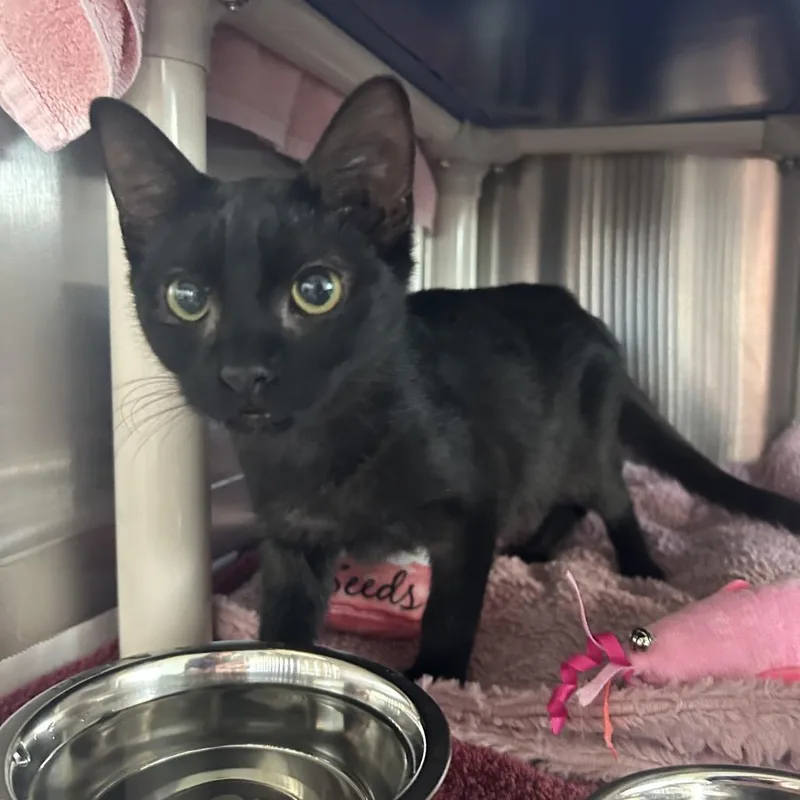 A baby small-sized female Black Domestic Short Hair cat named Foxy for adoption in Dover, NH