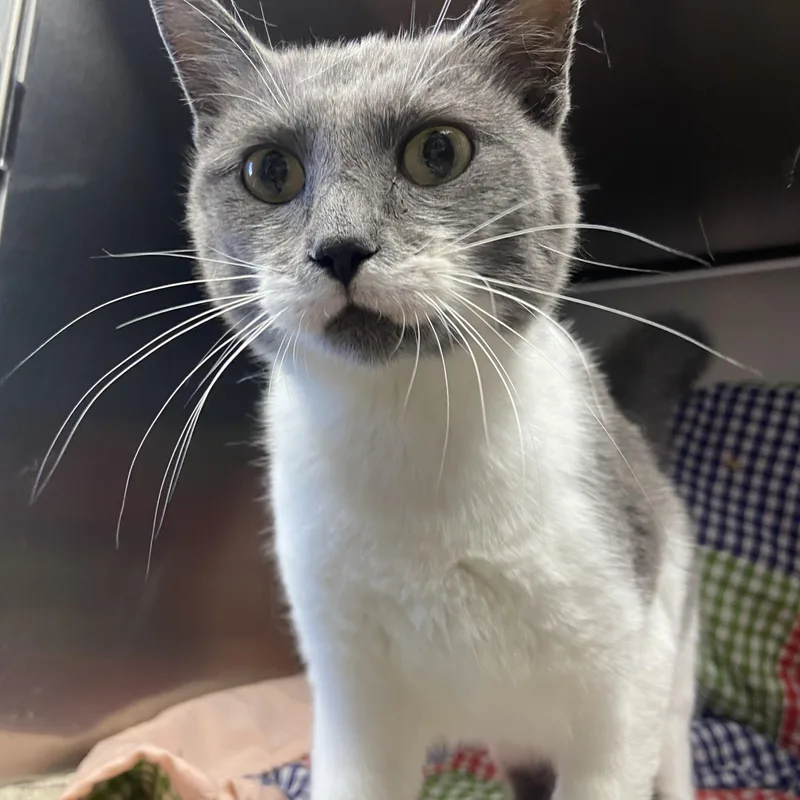 A baby medium-sized female Gray & White Domestic Short Hair cat named Sparrow for adoption in Edinburg, VA