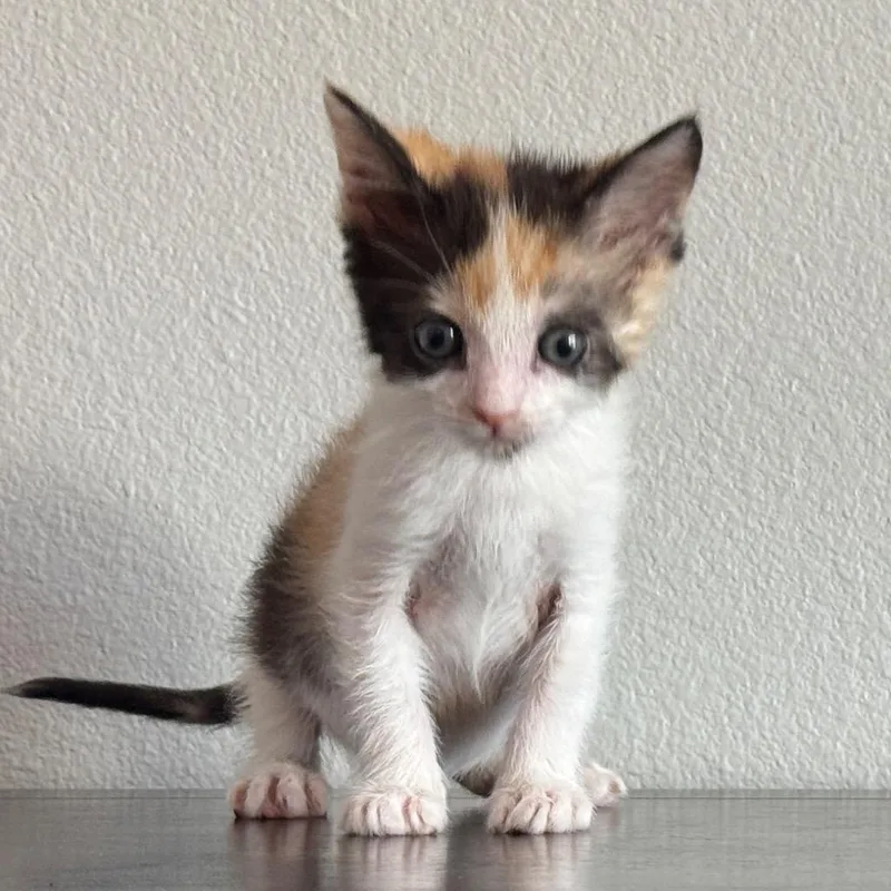 A baby small-sized female Domestic Short Hair cat named Iris for adoption in Coachella, CA