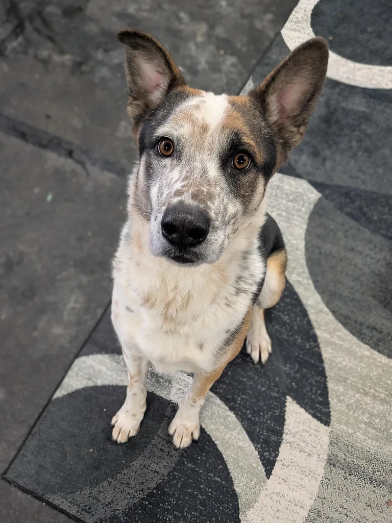 Chandler thumbnail 3